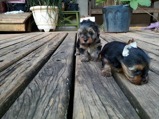 Yorkshire Terrier Macho micro (11) 94320.6743 whats