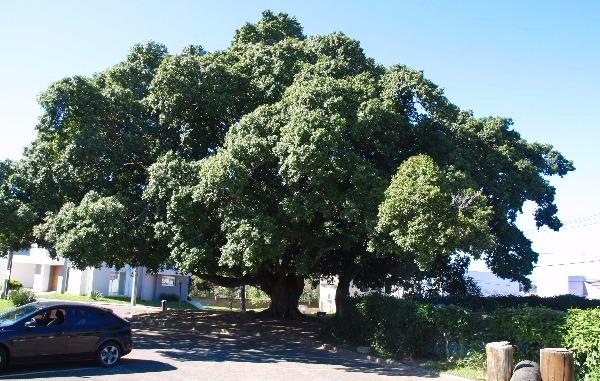 Terreno à venda em Aberta dos morros, Porto alegre cod:MI17172 - Foto 17