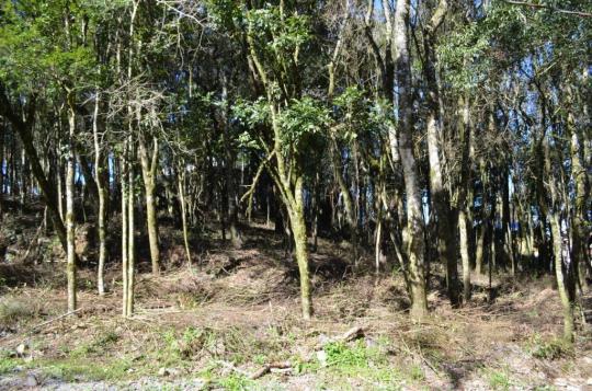 Terreno residencial à venda, floresta, gramado. - Foto 4