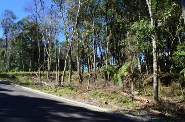 Terreno residencial à venda, floresta, gramado. - Foto 4