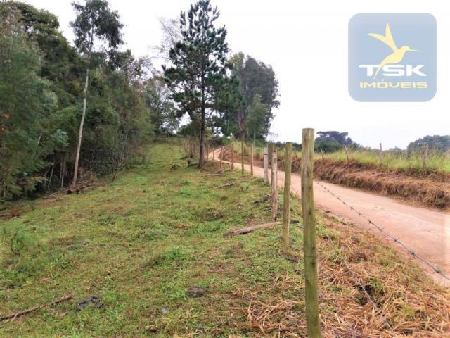 Ch0365 chácara mandirituba, 2 alqueires pasto, 1,5 km do asfalto - Foto 11