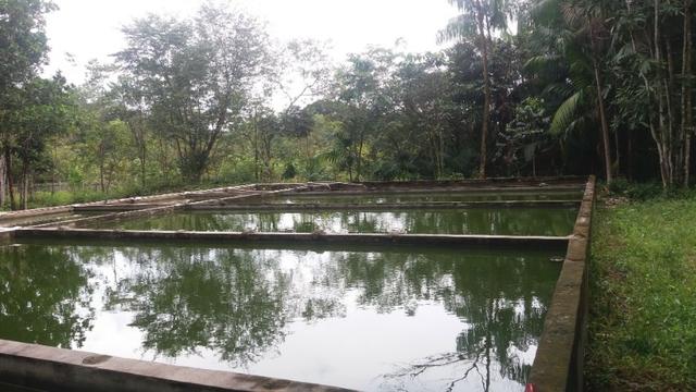 Sitio com Criação de Peixes - Foto 9