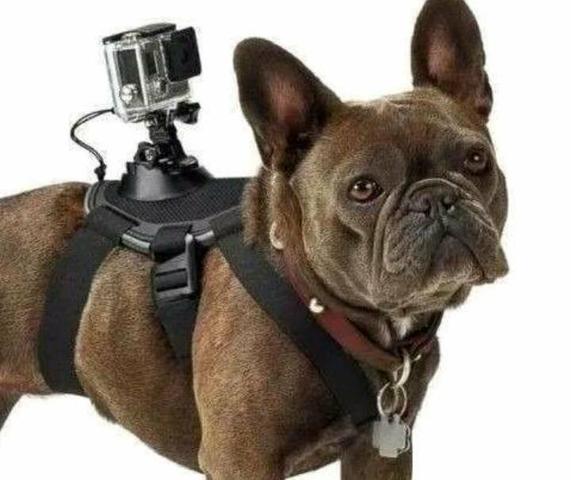 Suporte para por gopro no cachorro /dog tamanho ajustável go pro - Foto 4