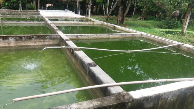 Sitio com Criação de Peixes - Foto 2