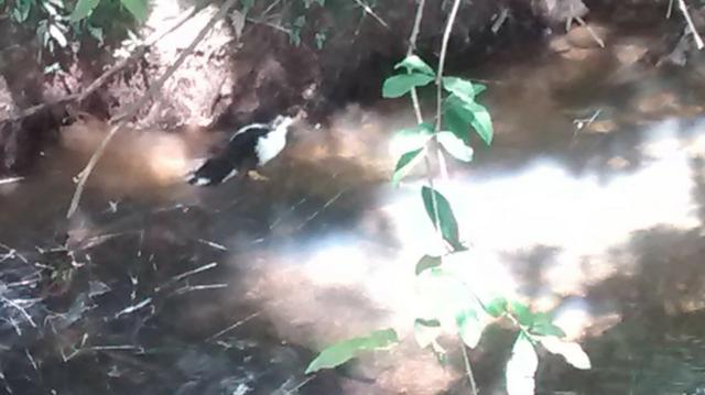 Chacara de 1.000m2 com muita Agua corrente