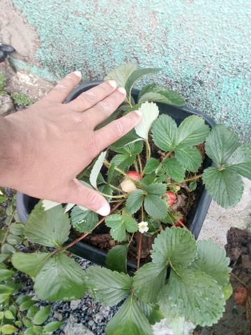 Pé de Morango