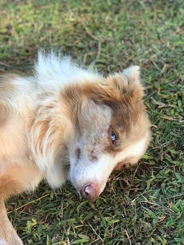 Border Collie Red Merle - Foto 4