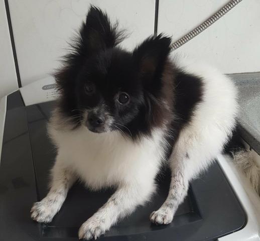Spitz alemã anão