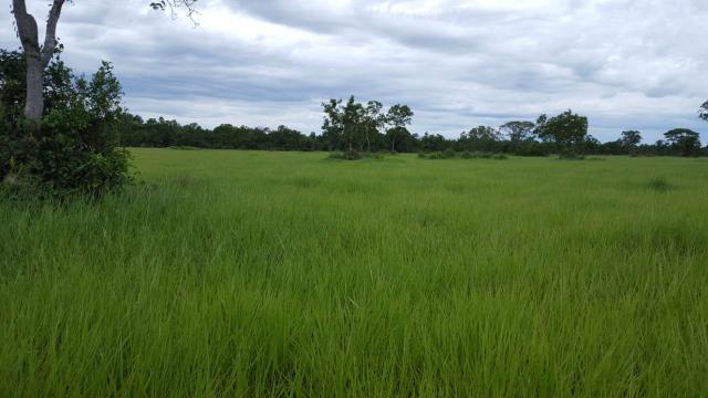 Fazenda Santo Antonio Leverger 870 Hectares - Foto 2