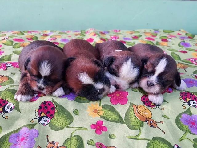 Lhasa Apso - Lindos filhotes Machos disponíveis para Reserva e entrega no final de Agosto!