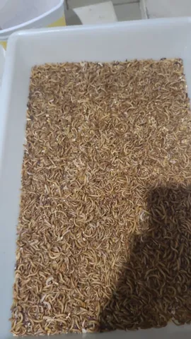 250 Larvas Vivas de Tenébrio Molitor