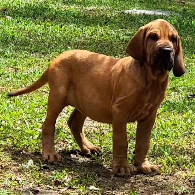 Fila Brasileiro - Femea Impactante - Cachorros e acessórios - Freguesia  (Jacarepaguá), Rio de Janeiro 1278313520