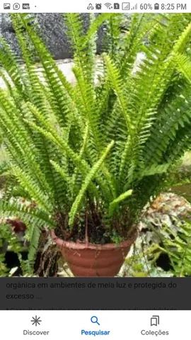 Plantas mudas - Foto 2