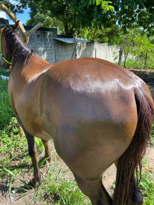 Cambuí de Florença  - Foto 4