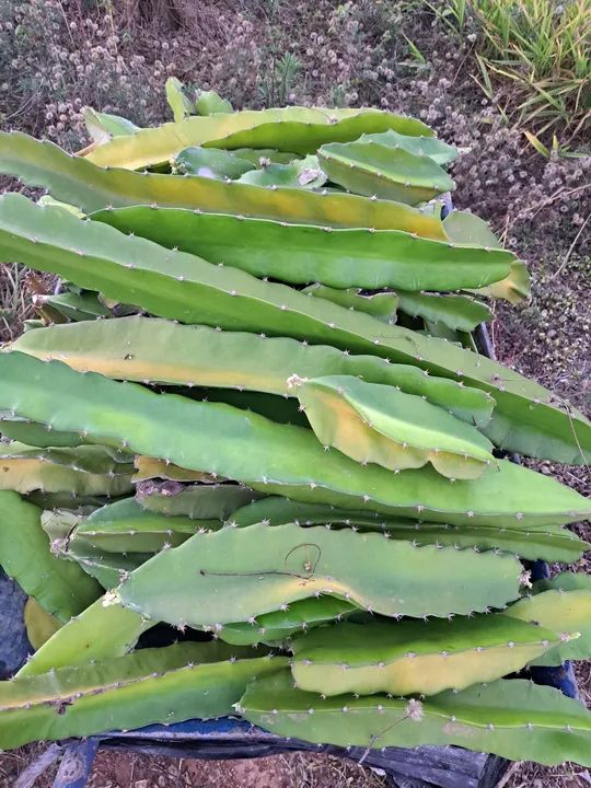 Muda de pitaya64299972455811124