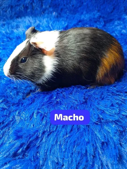 Porquinho da índia inglês ZAP: *80