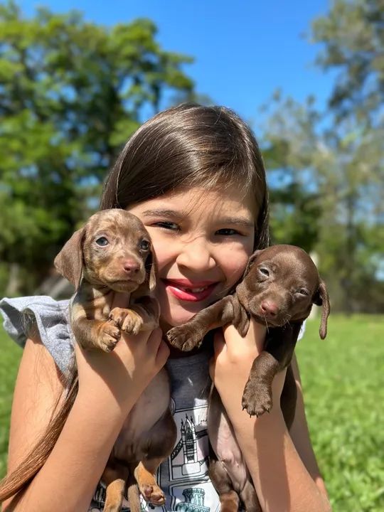 Filhotes porte mini  - Foto 3