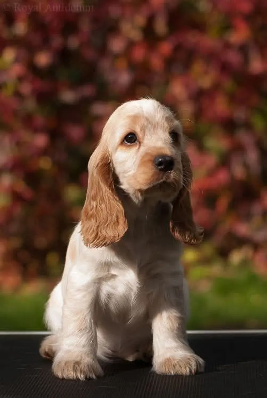 Cocker spaniel pedigree lindos64651273008003120