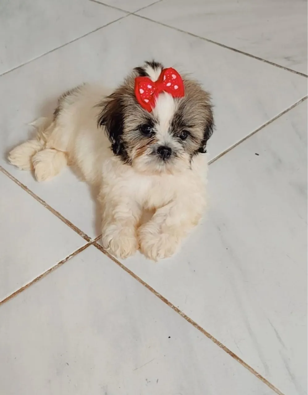 Filhote Shih Tzu Fêmea com Laço
