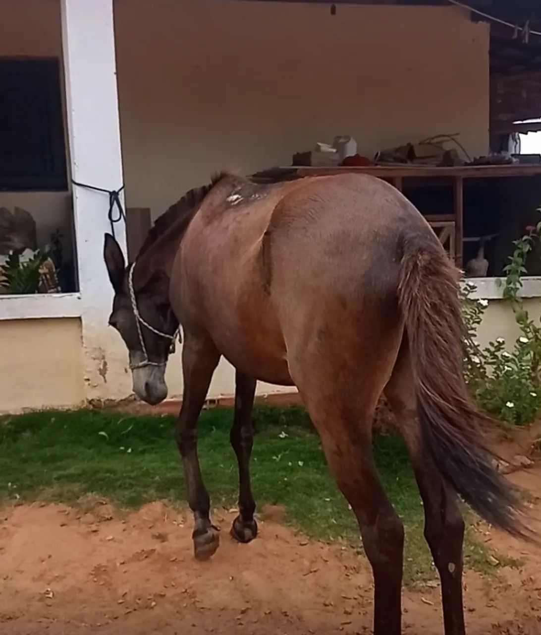 Mula de marcha picada apta a qualquer modalidade de trabalho  - Foto 2