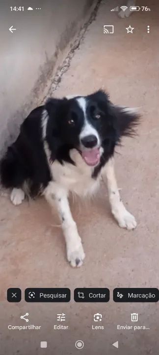 Fêmea border Collie  - Foto 3