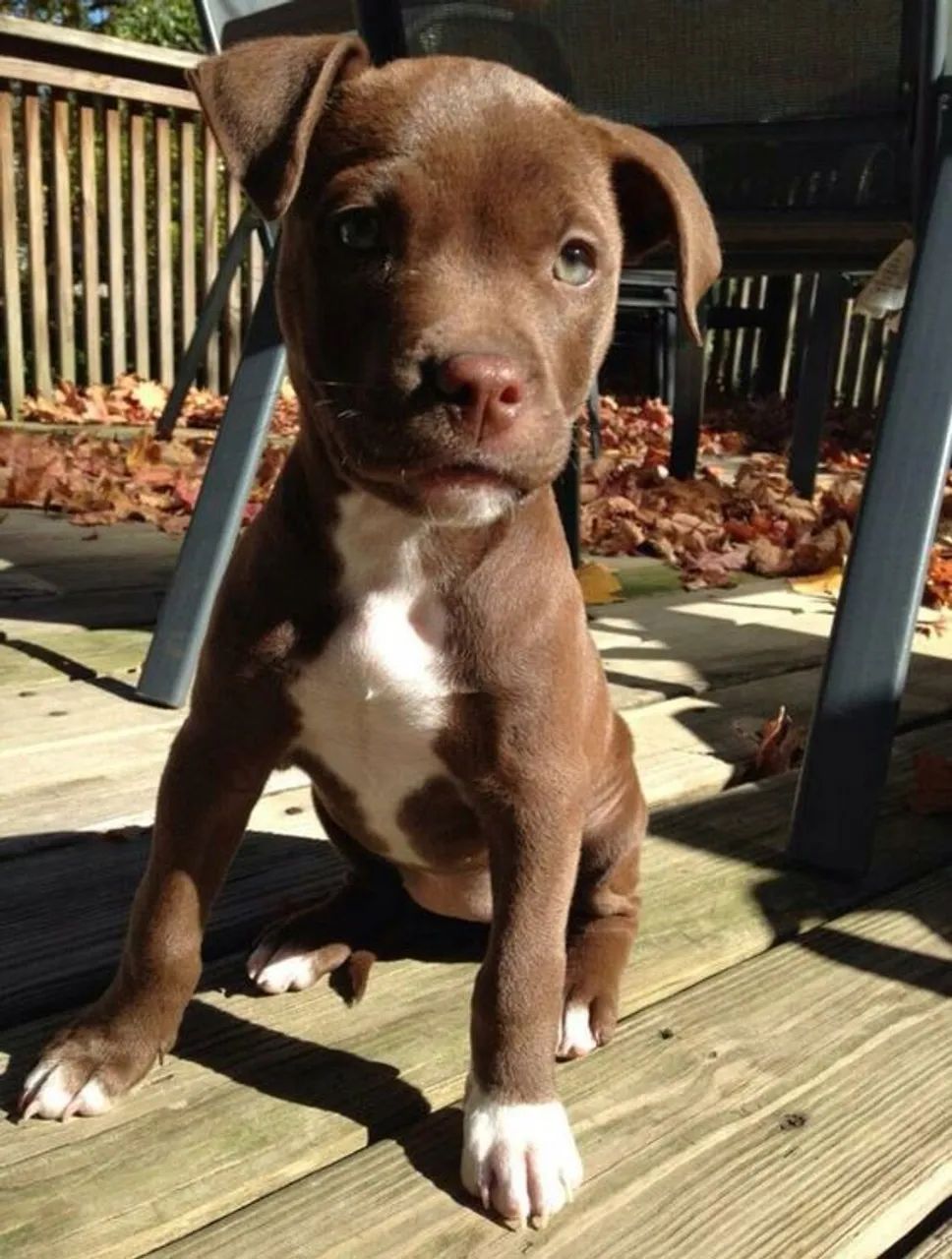 Cães Femea da Raça Pitbull Super Lindas - Foto 2