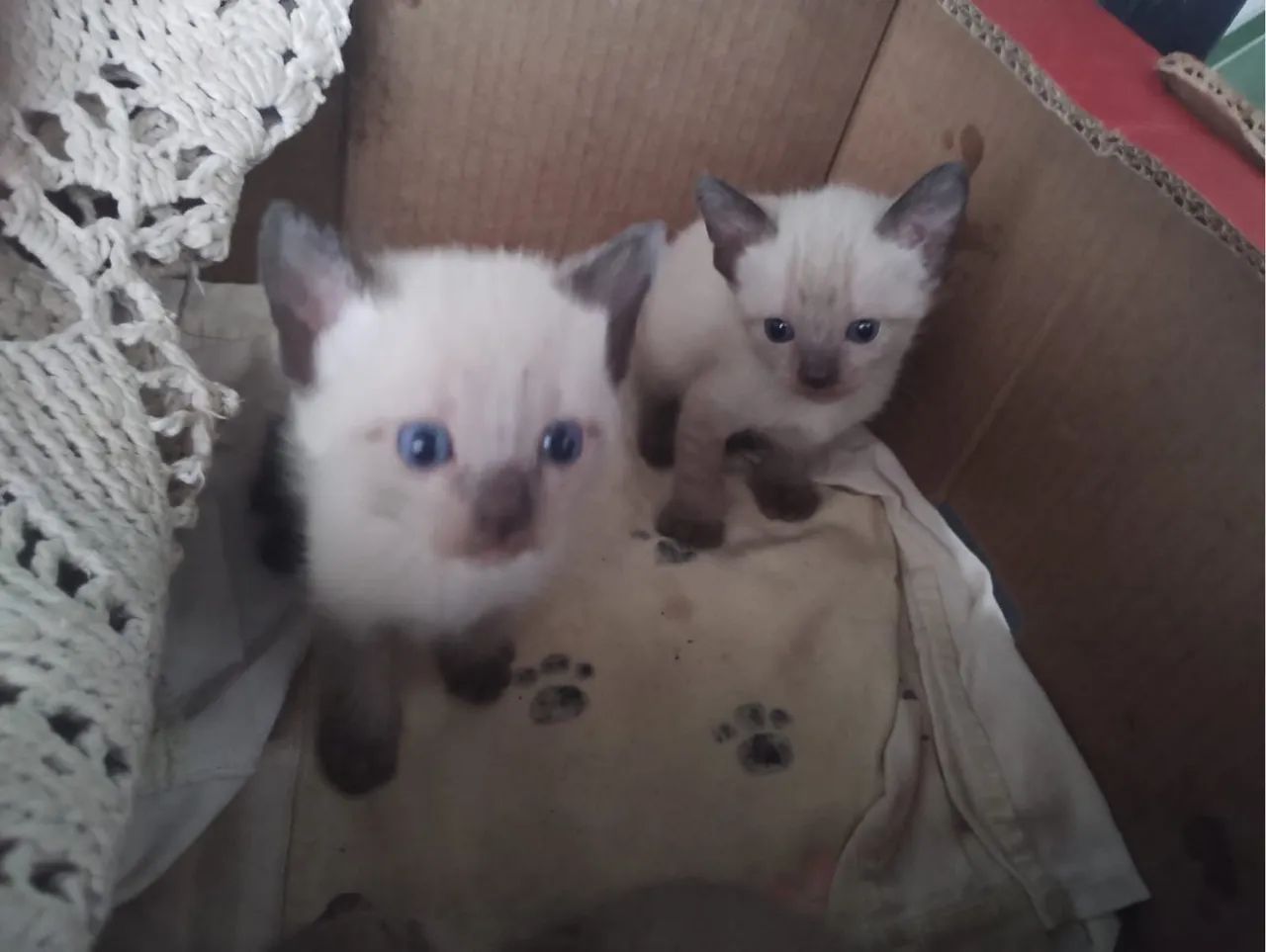 Doa-se gatinhos - Foto 4