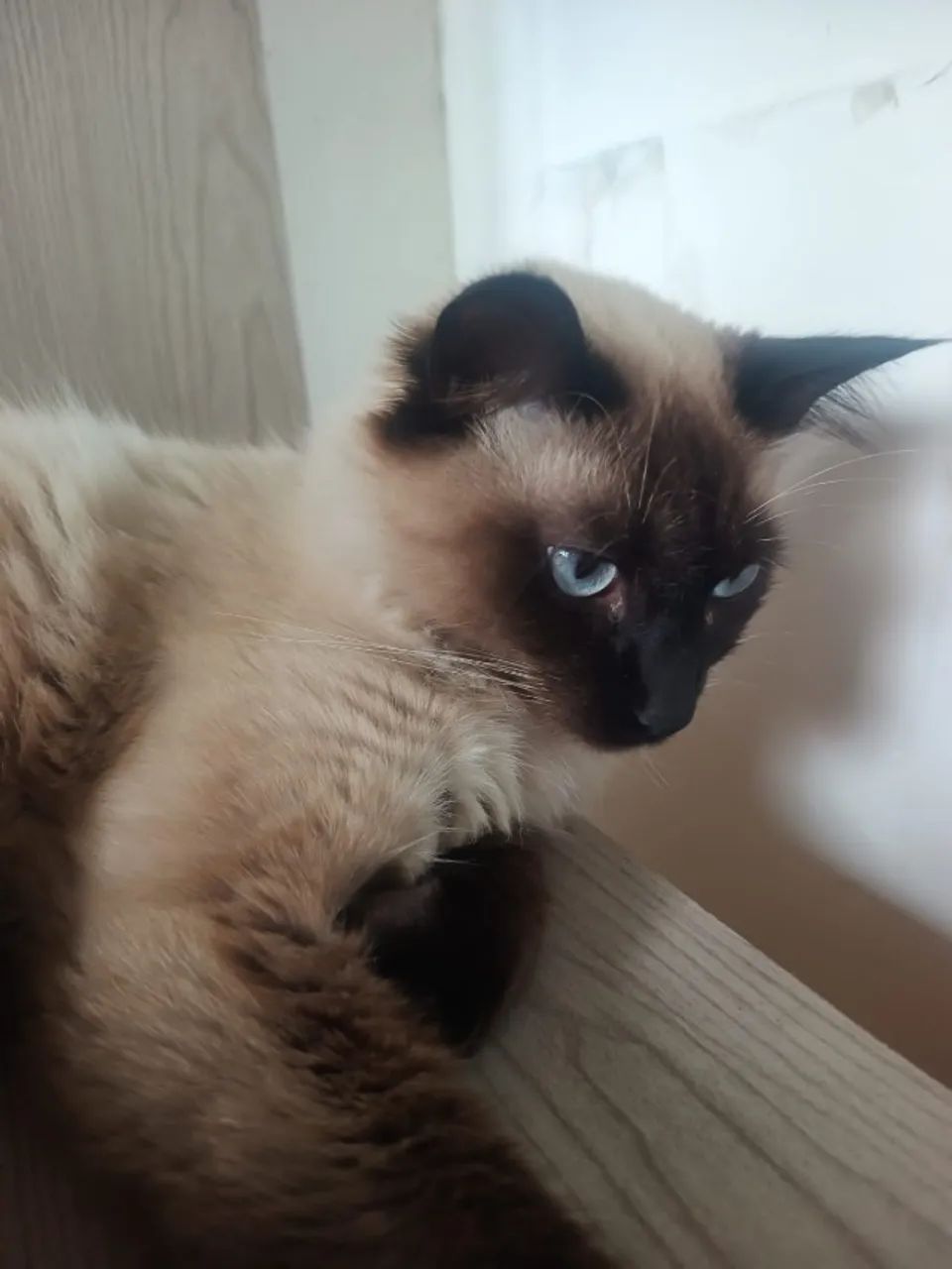 Lindo Gatinho Siamês Macho para Doação Urgente! - Foto 5