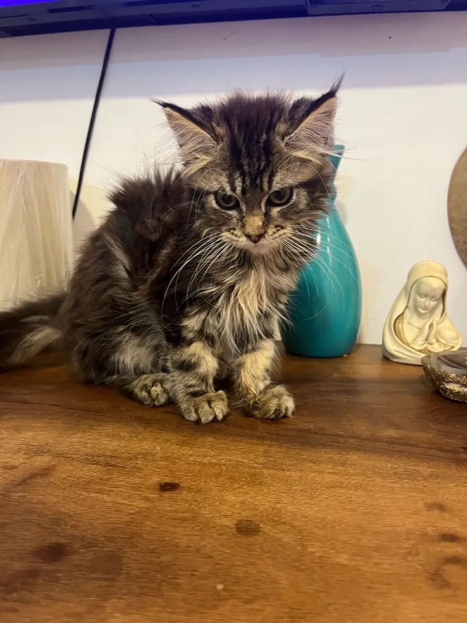 Gatinho Maine Coon disponível macho  - Foto 2