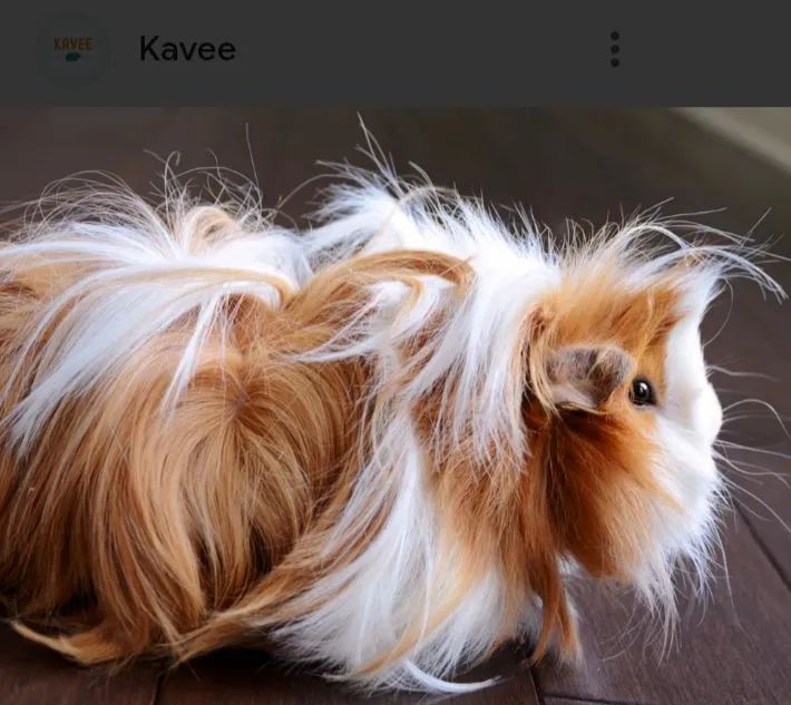 Porquinho da índia peruano - Foto 6