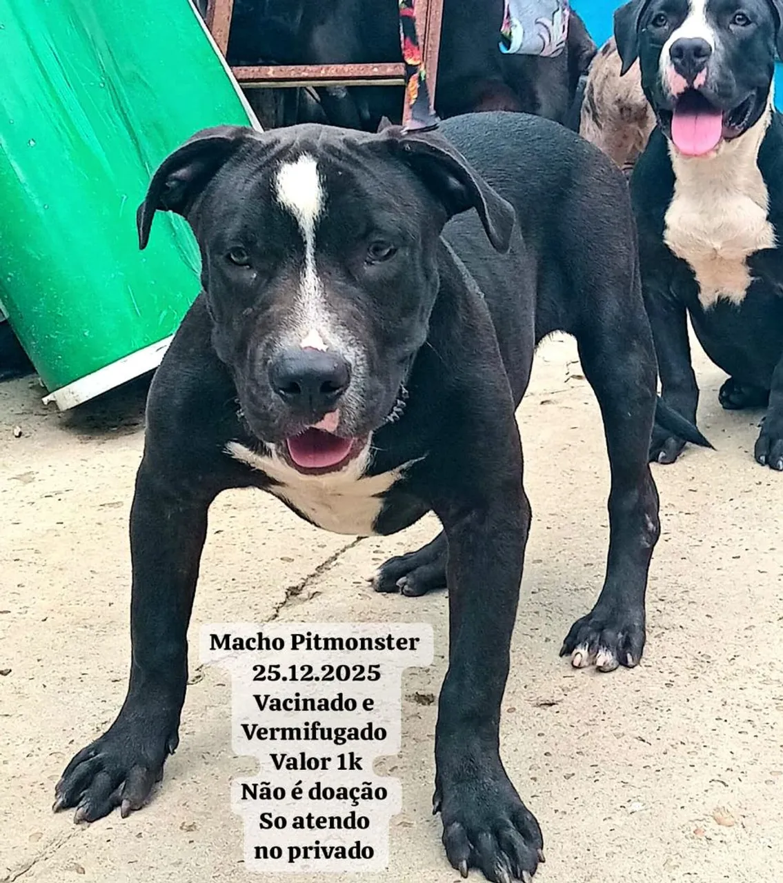 Pitmonster Macho - Filhote Disponível!