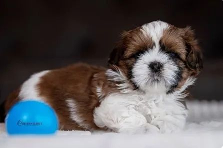 Shih-tzu macho mini na cor tricolor 