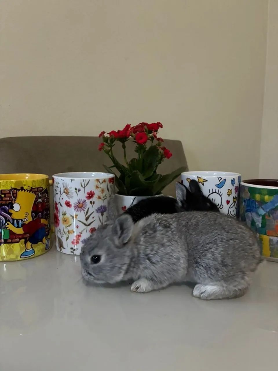 Vendo mini coelhos.  - Foto 6