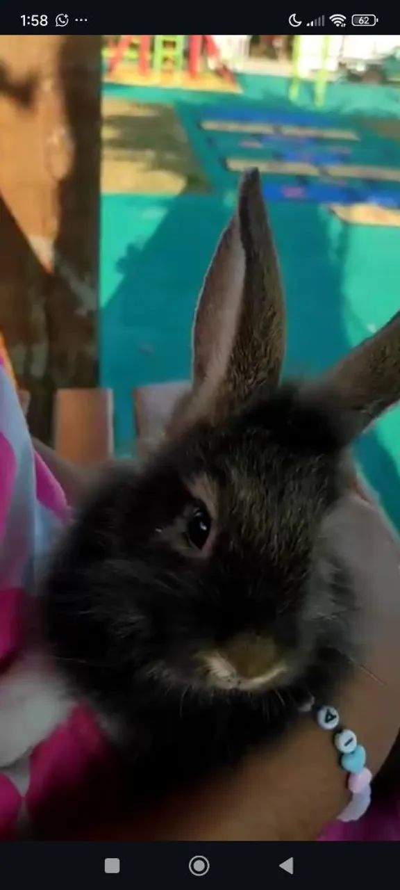 Doação Coelha Lion - Foto 3