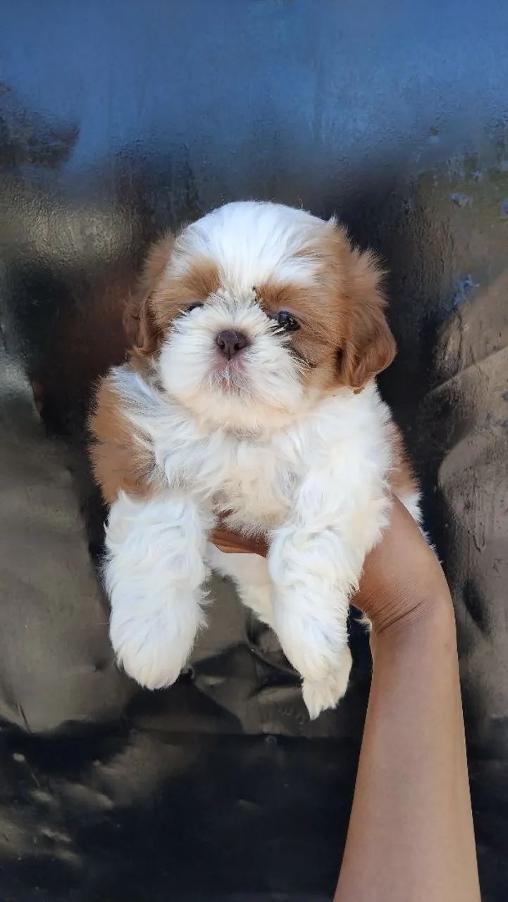 Shihtzu fêmeas filhotes  - Foto 4