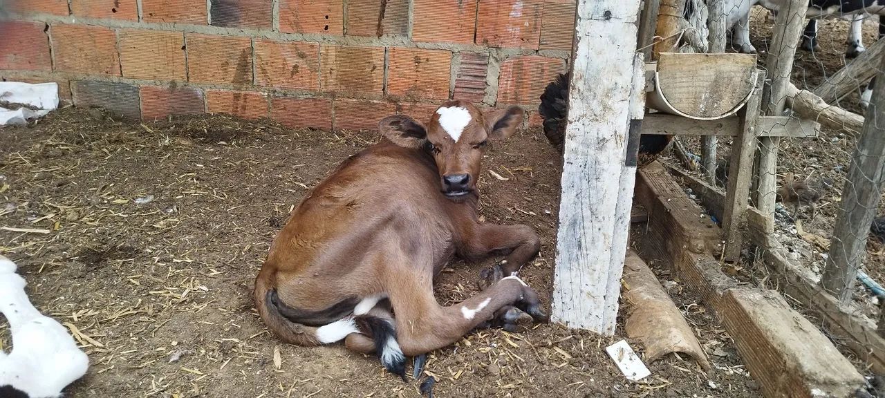 Bezerros de mamadeira 