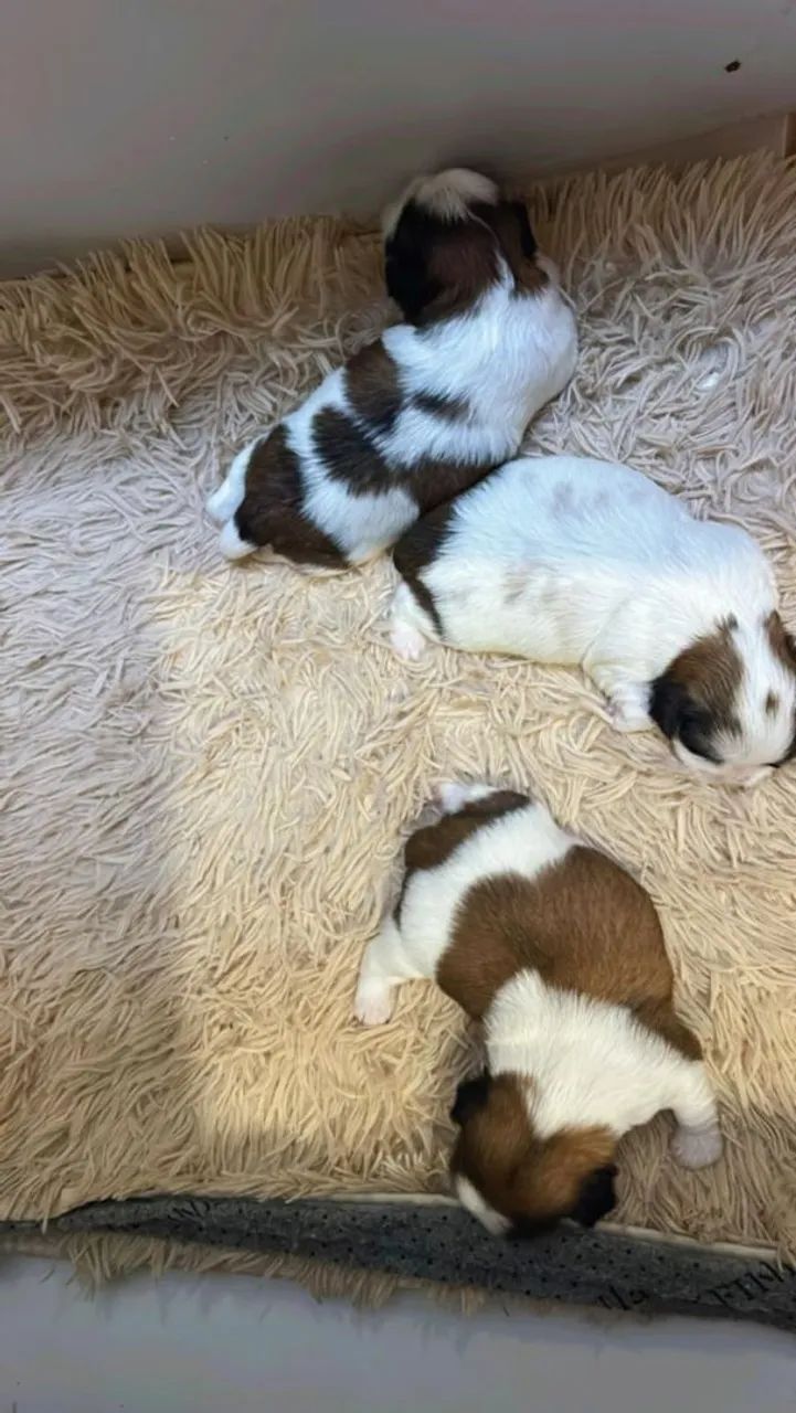 Filhotes Shih Tzu - Foto 4
