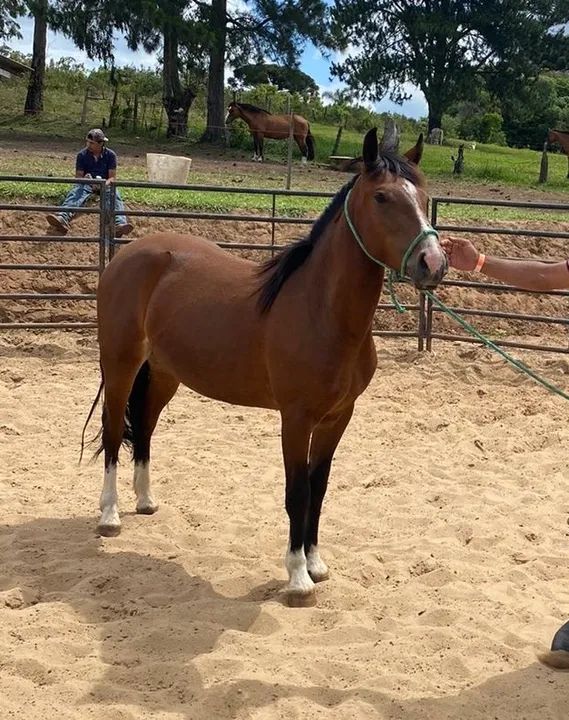 Potras à venda ,favor ler a descrição  - Foto 3