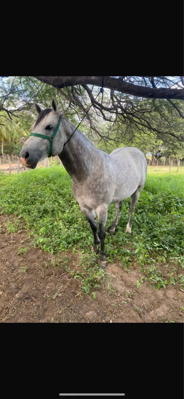 Cavalo quando de milha PC - Foto 2