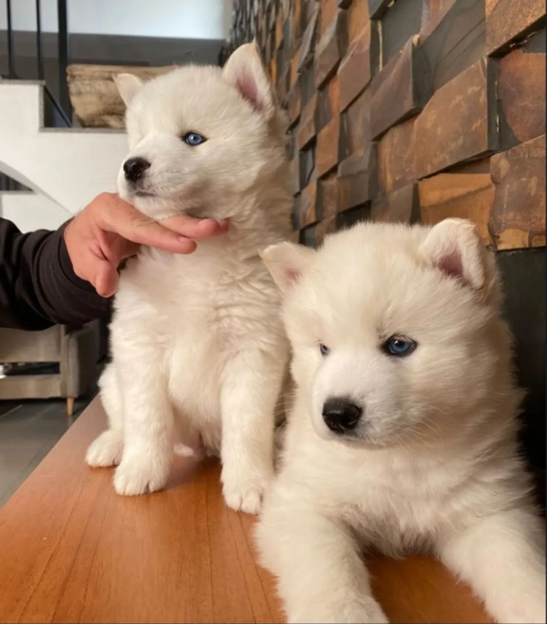 husky Siberiano filhote - Foto 4