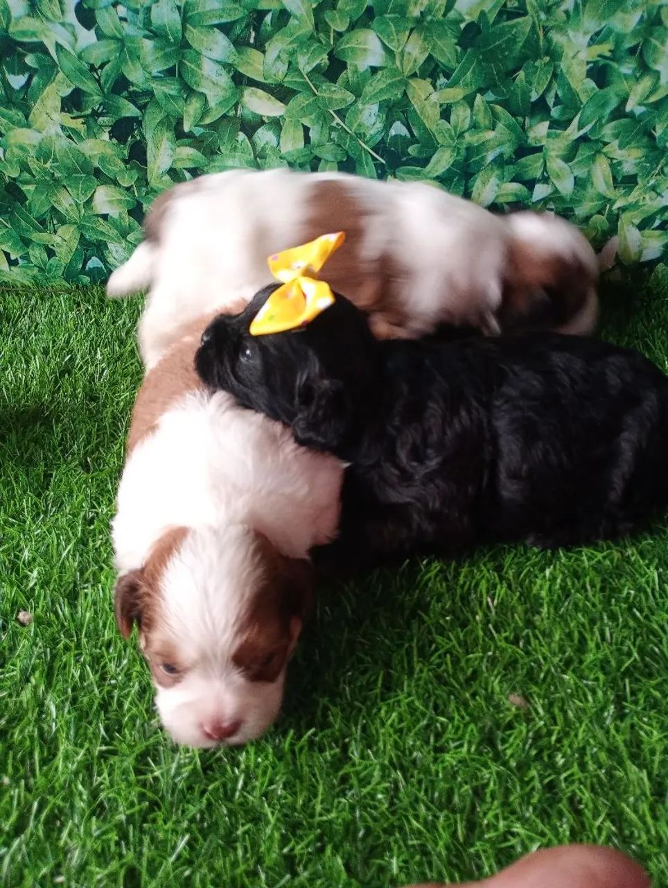 Lindos filhotes Shih Tzu com poodle - Foto 3