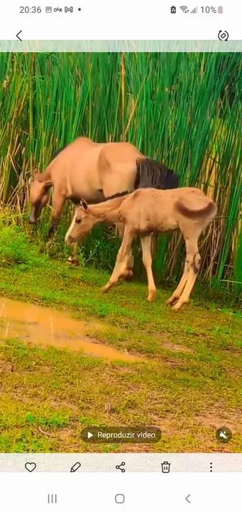 Vendo Egua libuna e a filha de picado