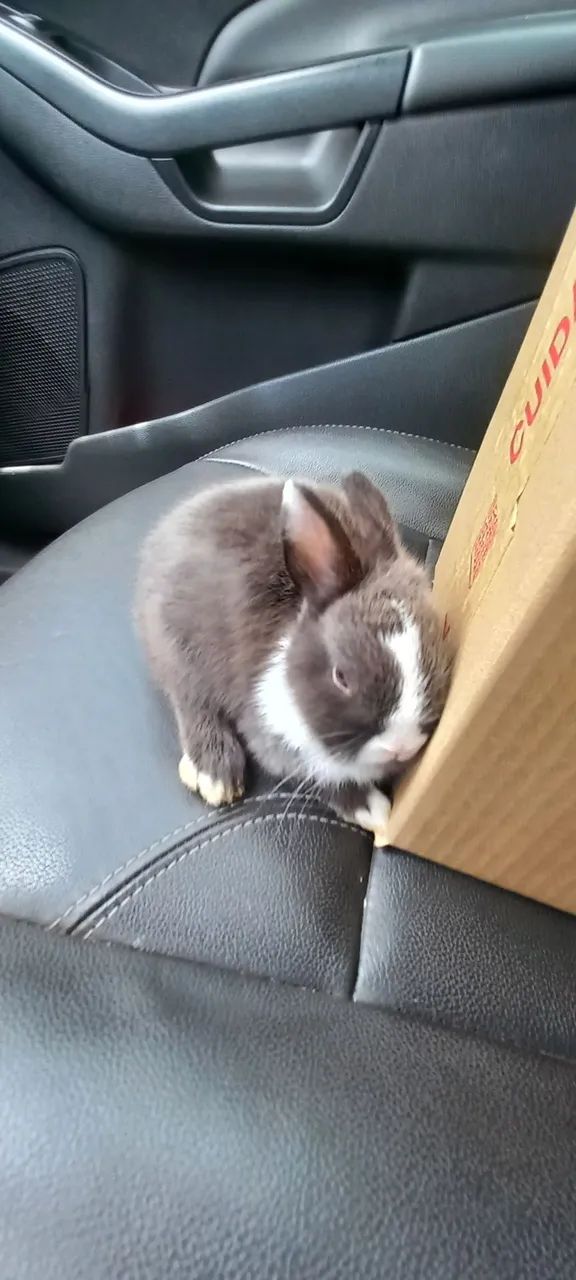 Filhotes disponíveis mini  - Foto 3