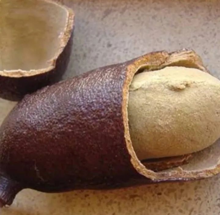 Jatobá fruto medicinal - Foto 3