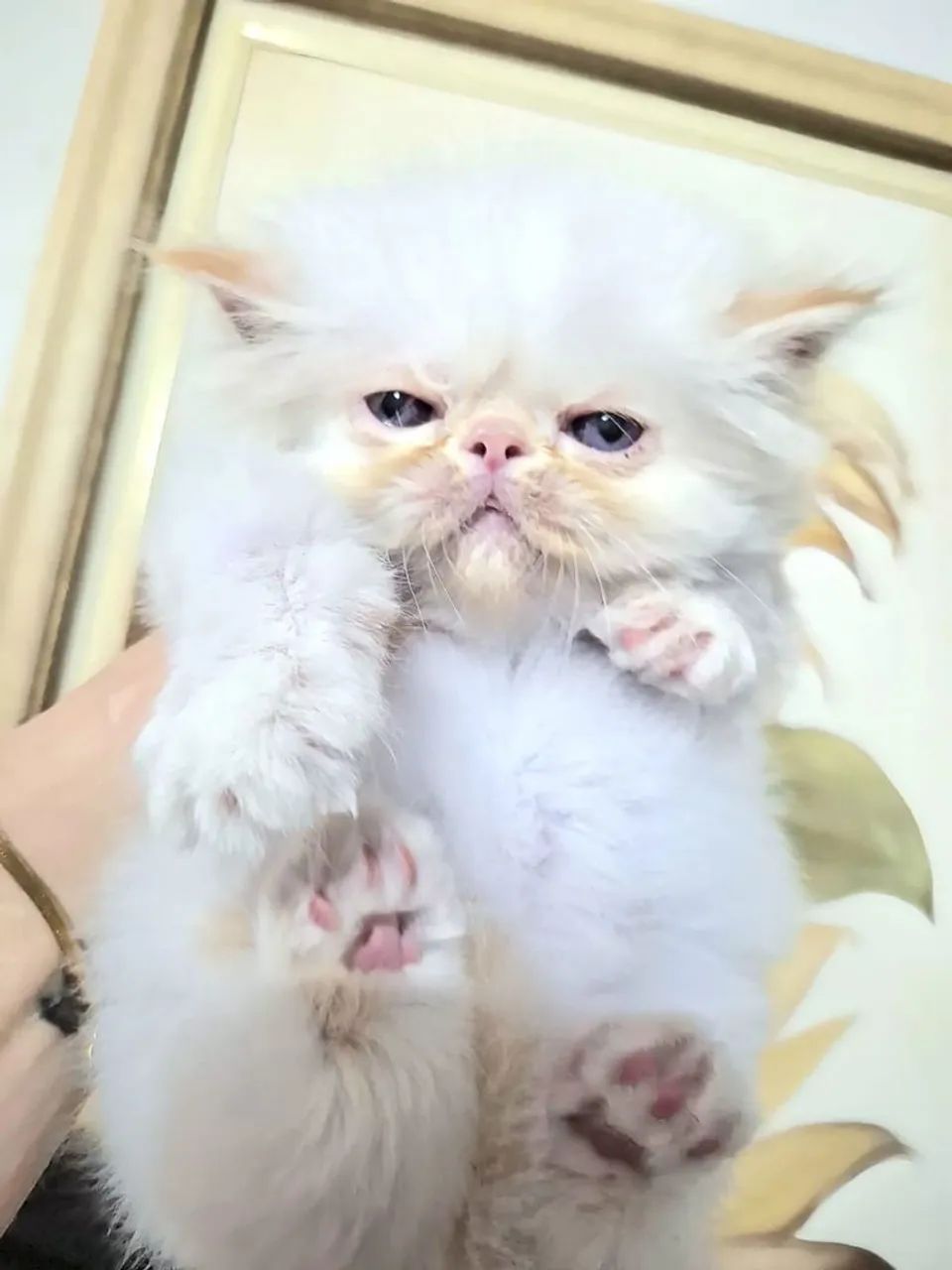 Filhote de gato persa. - Foto 3