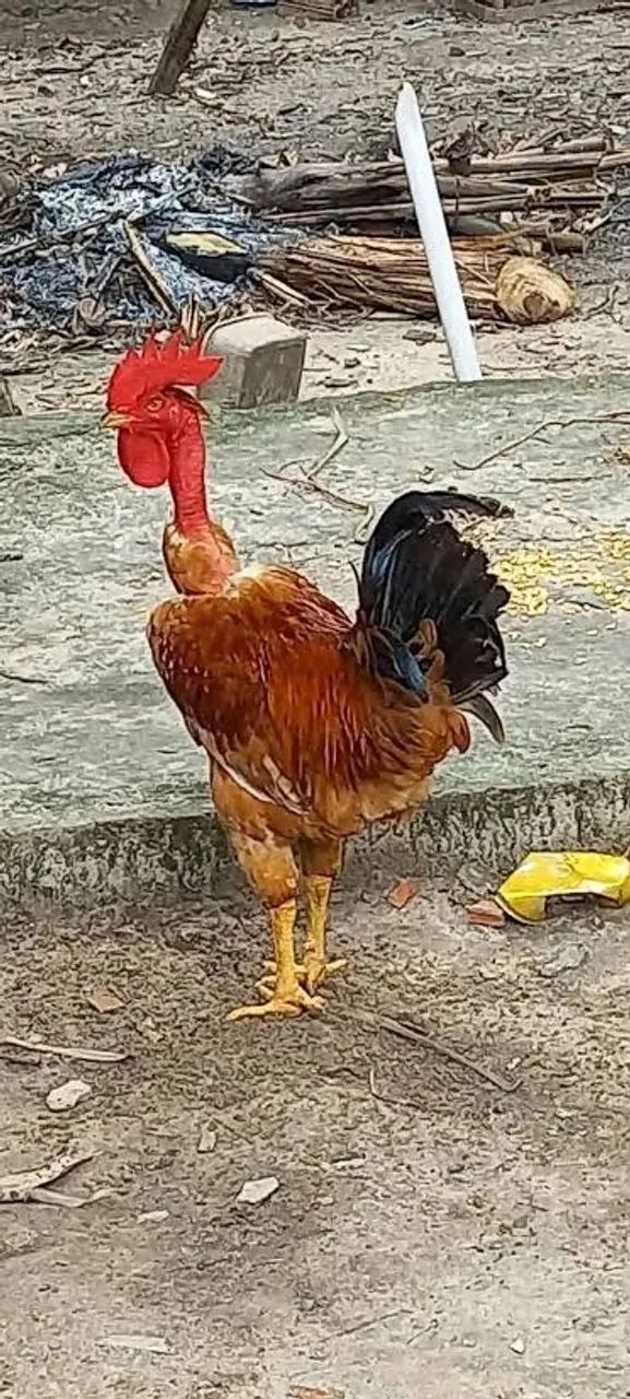 VENDO GALO DE CRISTA VERMELHA