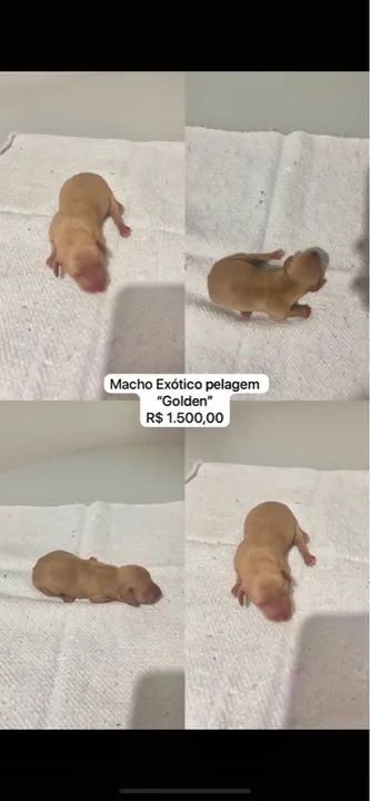 Filhotes Teckel Arlequim e Chocolate - Foto 5