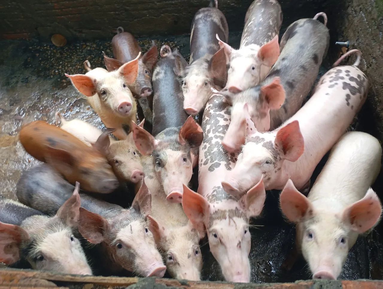 FILHOTES de SUÍNOS e LEITÕES À VENDA  - Foto 3