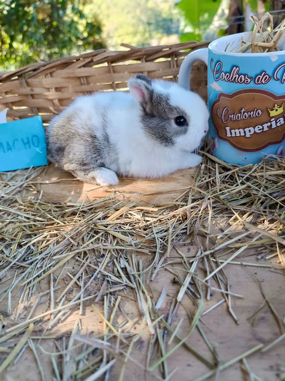 Coelhos de companhia - MENOR DO MUNDO - Foto 2