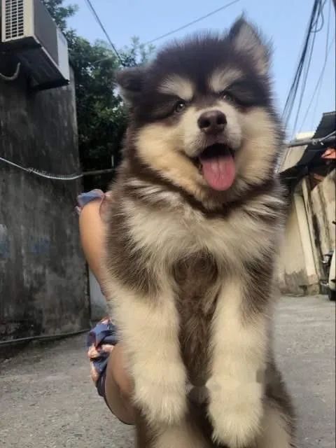 Husky Siberiano Cada Dia Que Passa Fica Maior